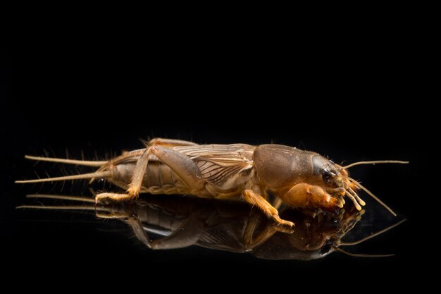 Mole cricket isolated on black