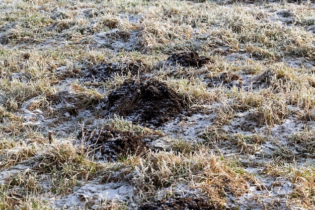 mole holes frozen in winter, a mole hole in frost in winter