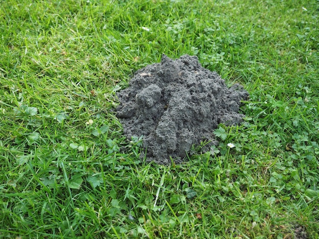 Mole holes in a lawn