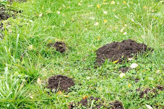 Photo mole holes in the yard, lawn damaged by moles