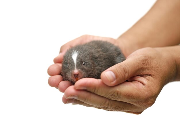 Mole on a white background