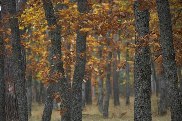 Foto molisch eikenbos in de herfst