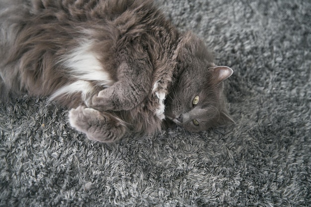Mollige kat slaapt op het tapijt Een huisdier ligt Concept van een gezellig huis terwijl je huisdieren bezit De kat met gekruiste poten