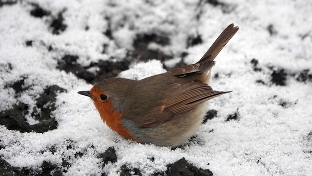 Mollige Robin Redbreast-vogel met zijn buik op de sneeuw