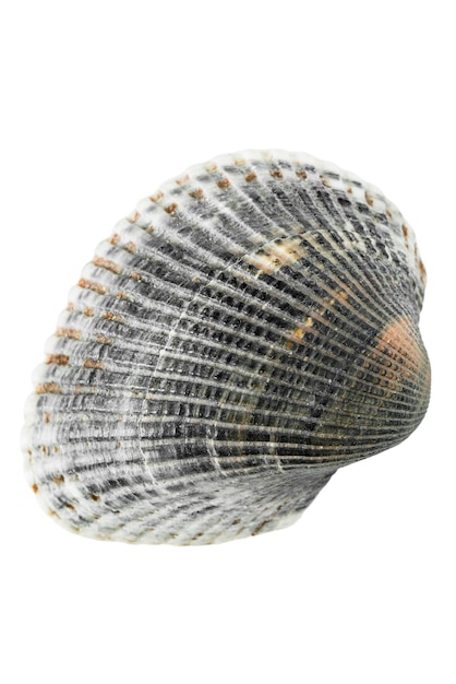 Mollusk seashell isolated