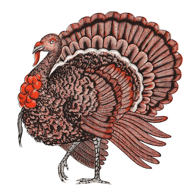 moltens turkey png sticker vintage animal on transparent background remastered by rawpixel