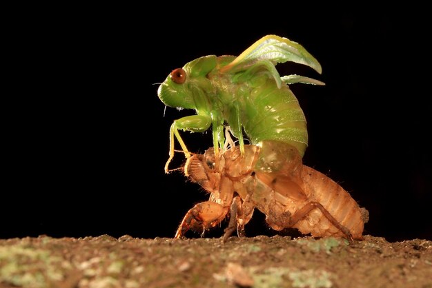 Photo molting of cicada