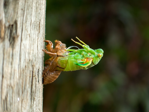 Molting Cicada