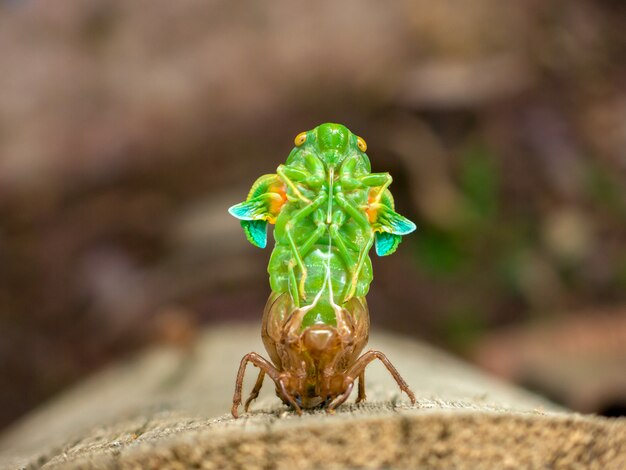 Molting Cicada