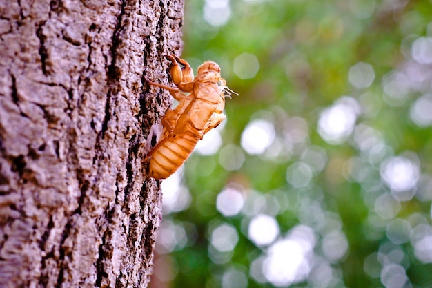 Molting cicade close-up met vast in de schors