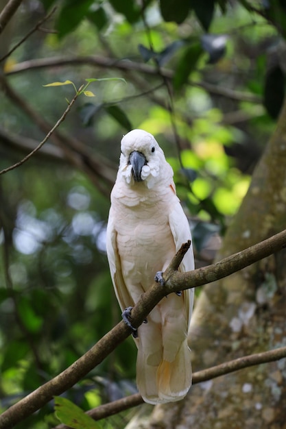 Photo the moluccan cockatoo bird in forest