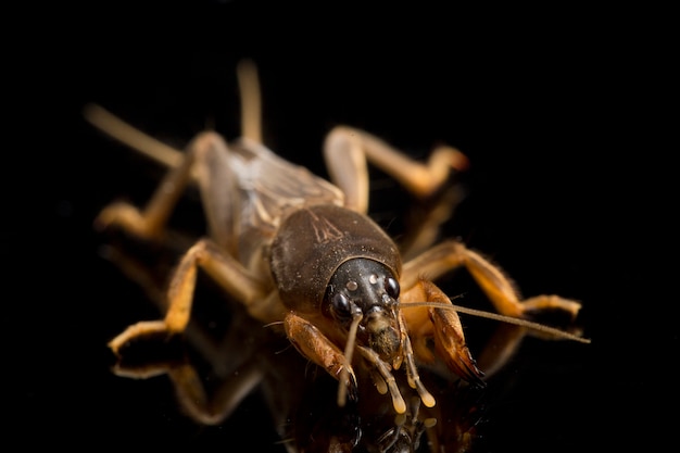 Molveenmol op zwarte wordt geïsoleerd die