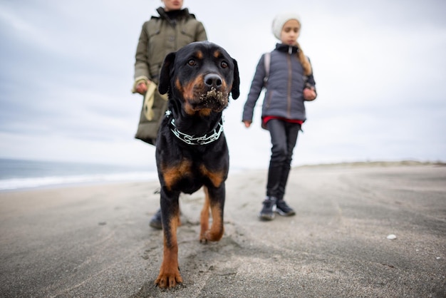 ママと女の子は寒い季節にロットワイラー犬と一緒にビーチを歩く