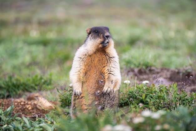 野生のママの動物が立って、彼女の周りで何が起こっているかを見てください