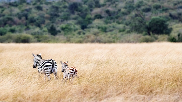 Mom and Baby Zebra in Kenya With Copy Space