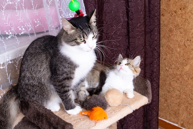 Mom cat kisses kitten at home pets