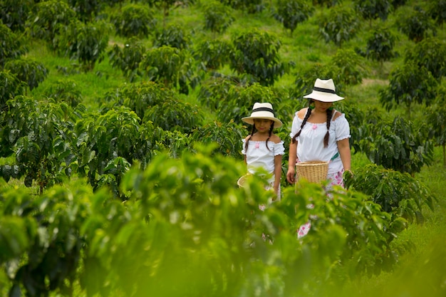 mom and daughter picking up coffee beans in a coffee plantation