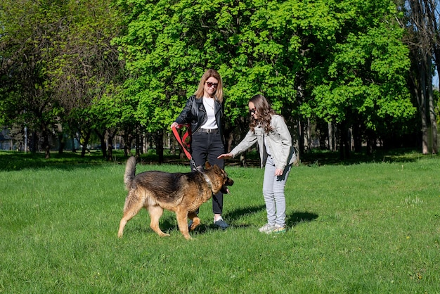 ママと娘は犬種のジャーマンシェパードの夏の太陽と一緒に公園を歩く