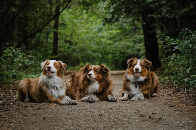 Mom dog and grown up puppies Three Australian Shepherds lie side by side on forest road