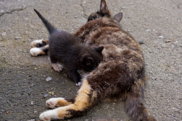 Mamma che allatta il latte del gattino.