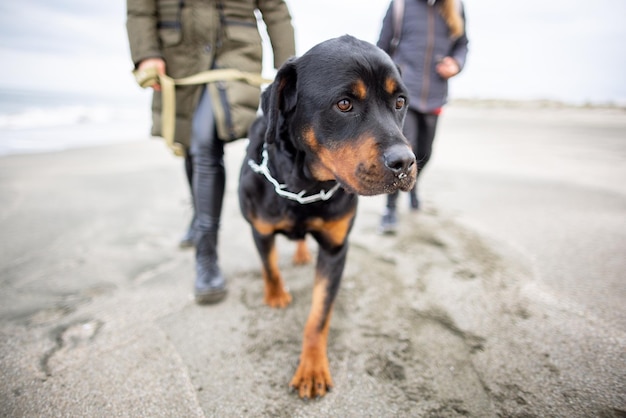 Mom and girl walk on the beach with a Rottweiler dog in cold weather