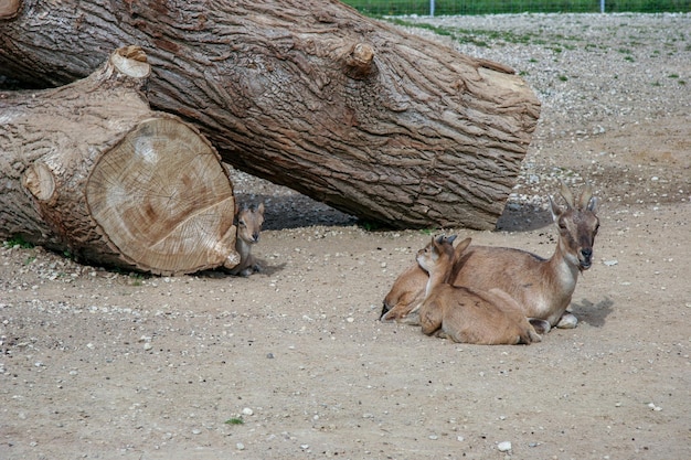 Mom goat is resting with her cubs near huge tree trunks. Small twisted horns. Brown wool.