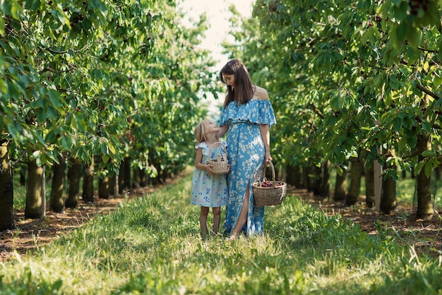 Мама и ее дочь в ягодном саду собирают красные спелые вишни в плетеную корзину радость