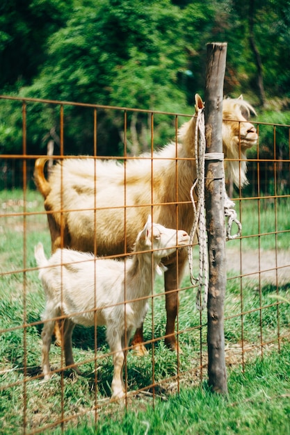 Mom is a goat and a little goat behind a fence on a goat farm