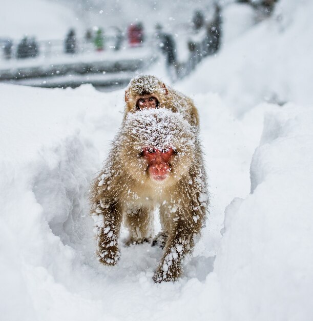 赤ちゃんを背負ったママニホンザルが大雪の中温泉に行く