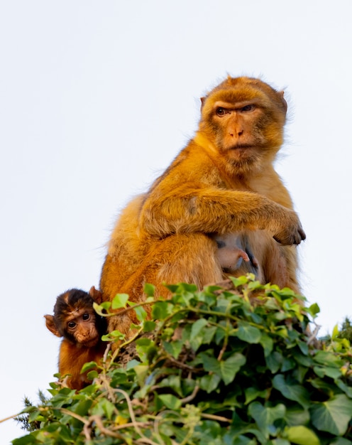 Mom monkey with her son