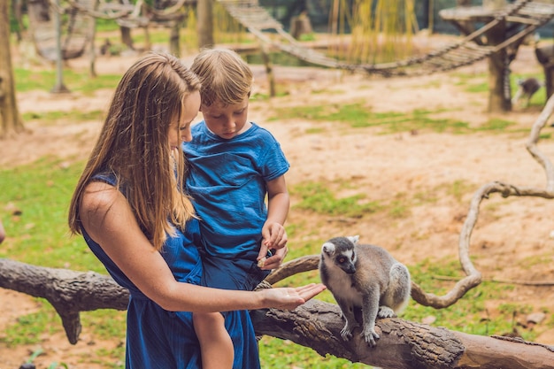 Маму и сына кормят лемура-кошачьего лемура - Lemur catta. Красота в природе. Концепция контактного зоопарка