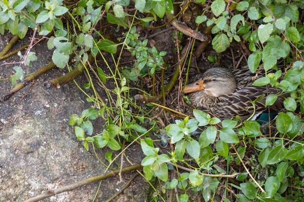 Mom wild duck incubates eggs in a nest in the grass