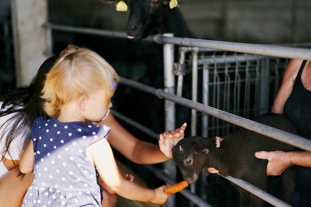 Mom with a little girl feed carrot to a little goat on an indoor farm