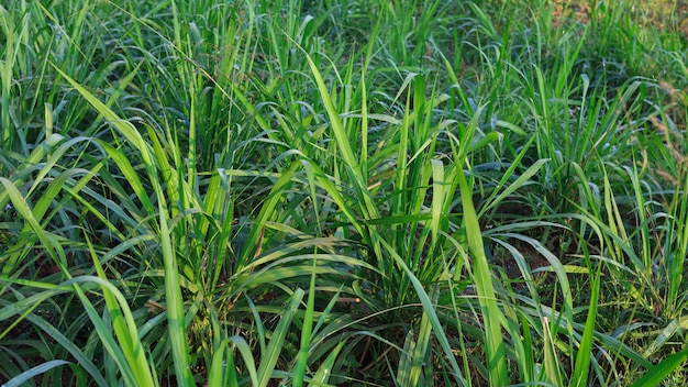 Photo mombasa guinea paspalum maximum cv mombasa grass for animals buffalo grass in thailand