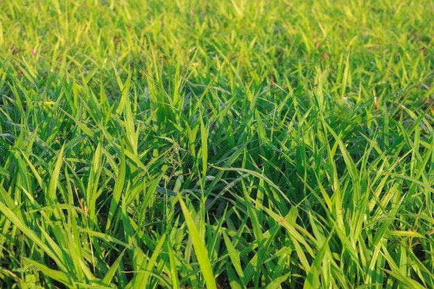 Mombasa guinea Paspalum Maximum Cv Mombasa Grass for animals buffalo grass in Thailand