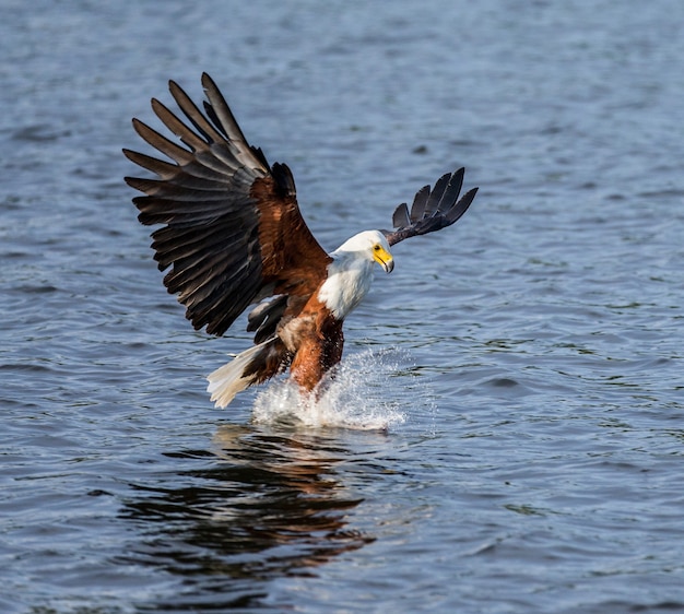 Moment of the African fish eagle's attack on the fish in the water. East Africa. Uganda.