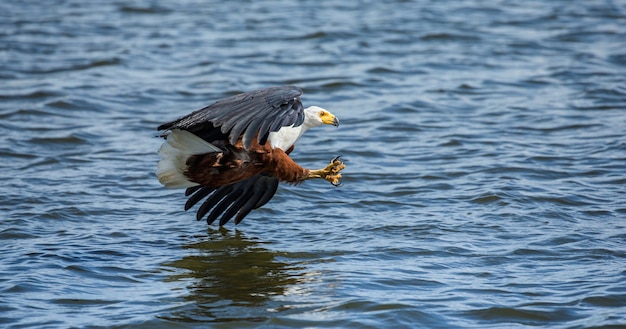 Foto momento dell'attacco dell'aquila pescatrice africana al pesce nell'acqua.