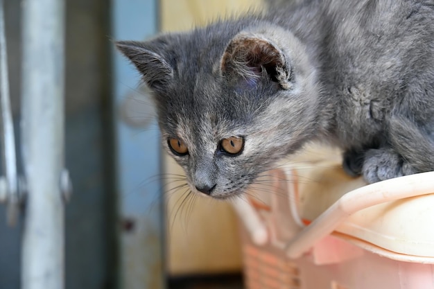 Un attimo prima che il mouse salti