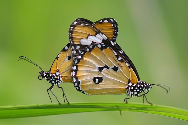 moments of butterflies mating on flowers, butterflies , butterfly,