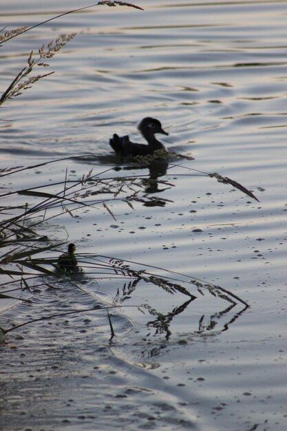 Photo momma and baby wood ducks swimming in lake