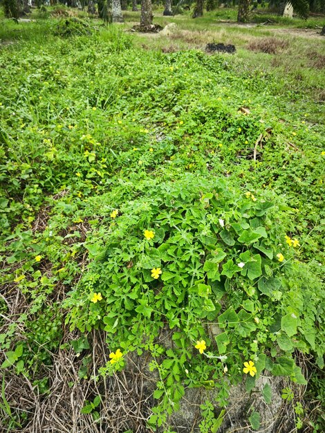 momordica charantia gele bloemen die rond de wilde bosrijke weide groeien