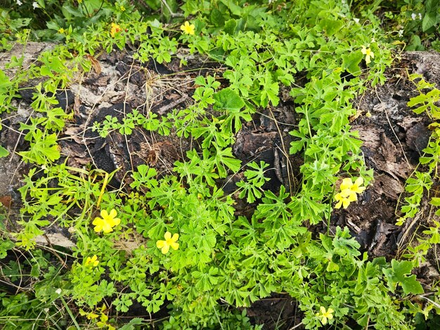 モモルディカ・チャランティア (Momordica charantia) は野生の茂みのある草原の周りに生えている黄色い花です