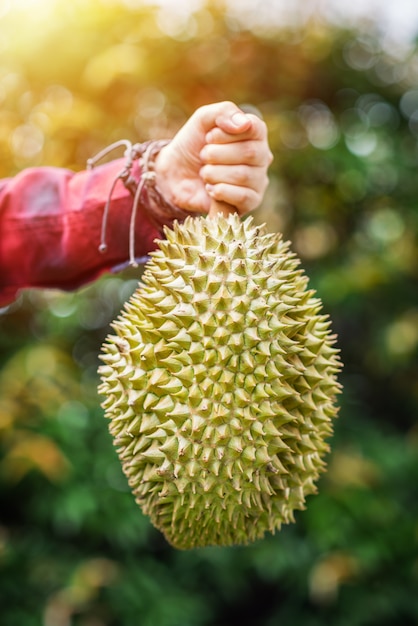 Mon Thong durian fruit in de hand