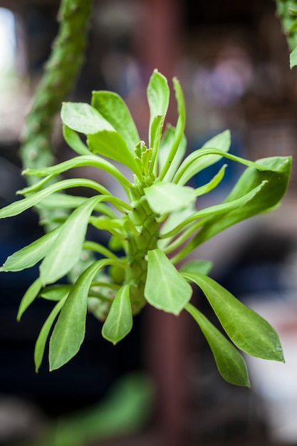 Monadenium lugardiae is een vaste plant