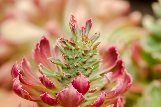 Monadenium  in nature