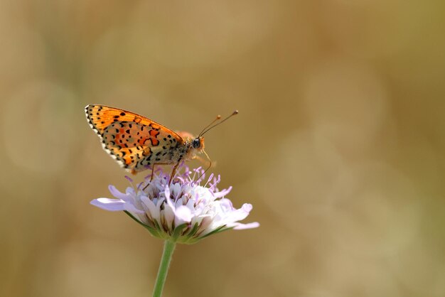 Monarch Beautiful Butterfly Fotografie Mooie vlinder op bloem Macro Fotografie Beautyfu