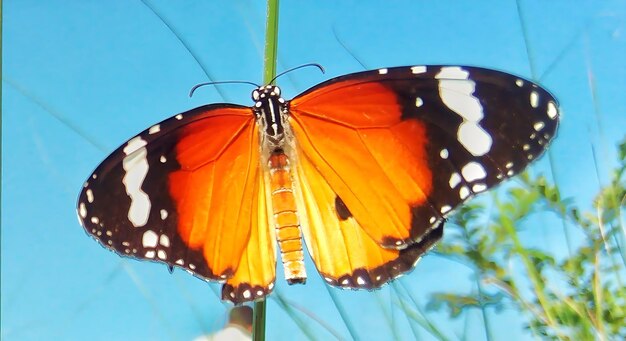 Monarch Beautiful Butterfly Fotografie Mooie vlinder op bloem Macro Fotografie Beautyfu