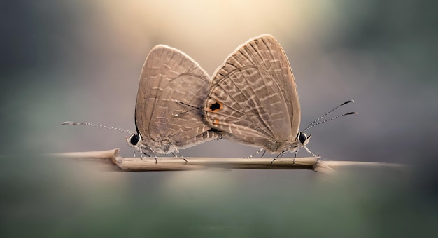 Monarch Beautiful Butterfly Fotografie Mooie vlinder op bloem Macro Fotografie Beautyfu