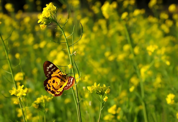 Monarch Beautiful Butterfly Fotografie Mooie vlinder op bloem Macro Fotografie Beautyfu