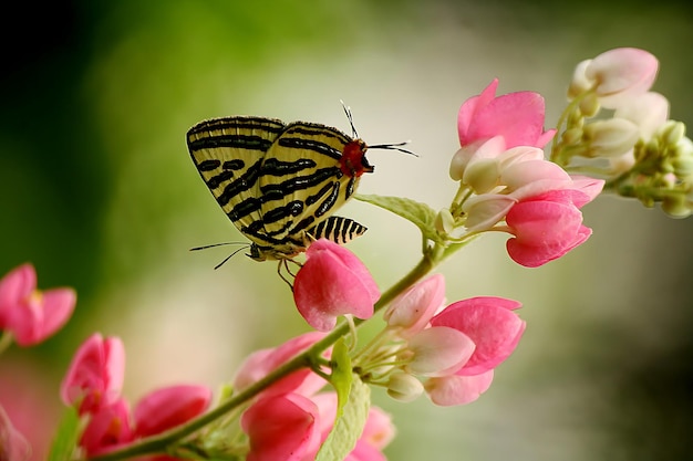 Monarch Beautiful Butterfly Fotografie Mooie vlinder op bloem Macro Fotografie Beautyfu